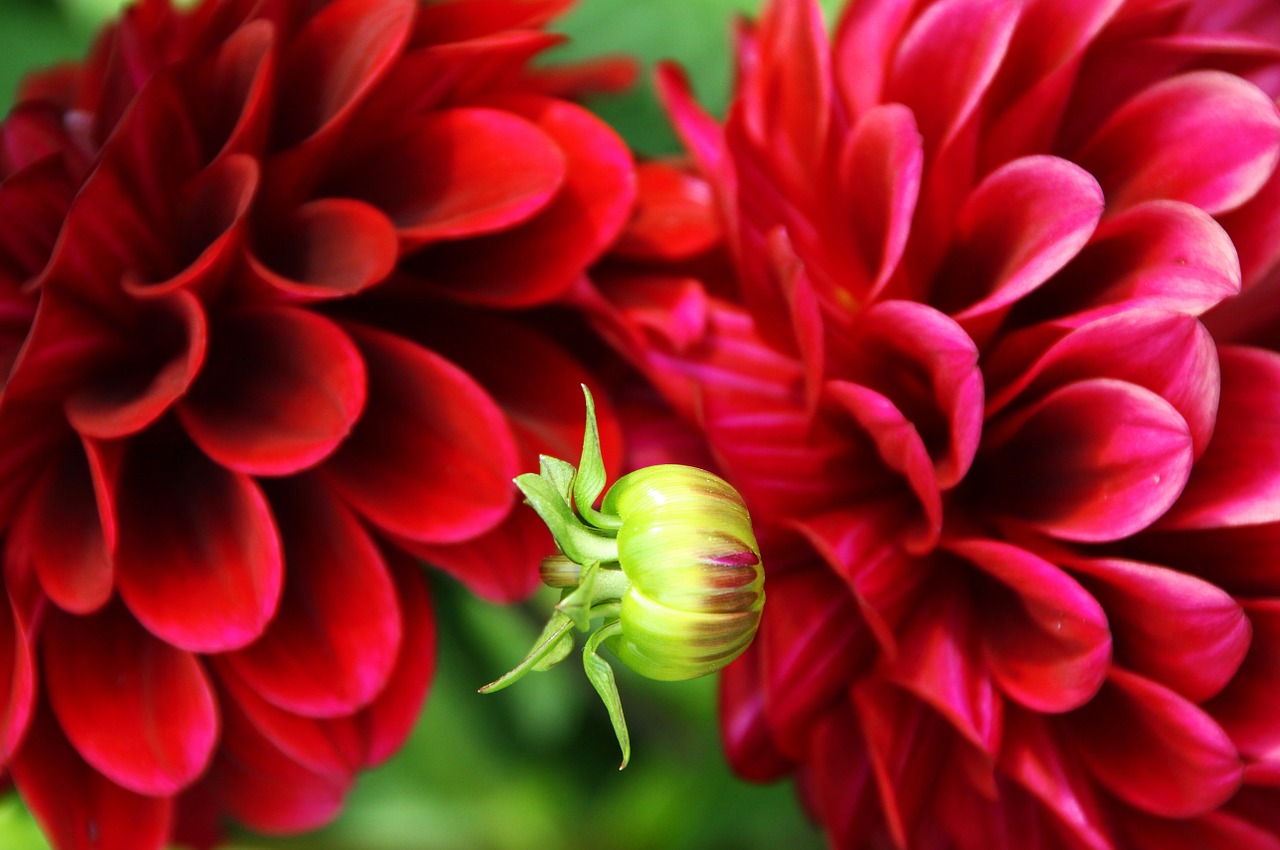 flower nature red free photo