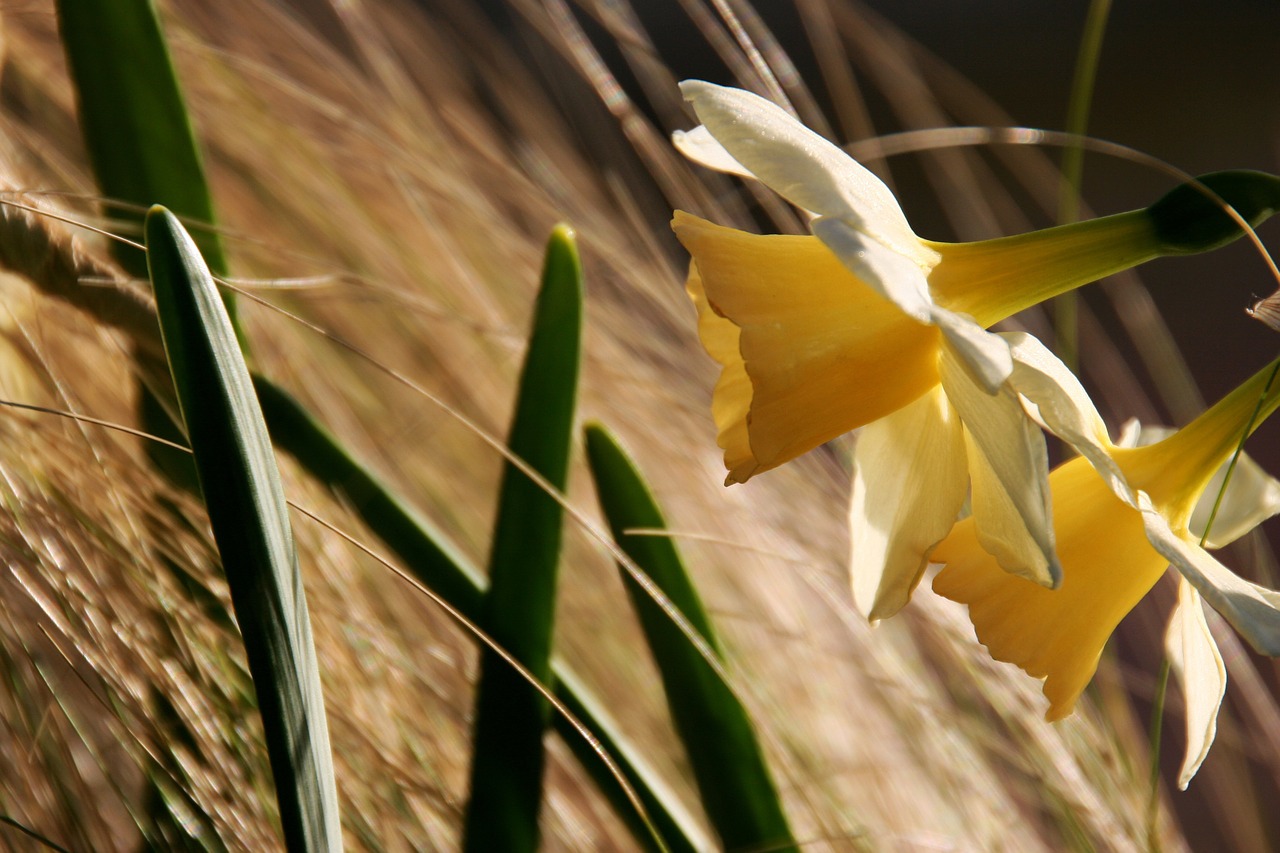 flower yellow nature free photo