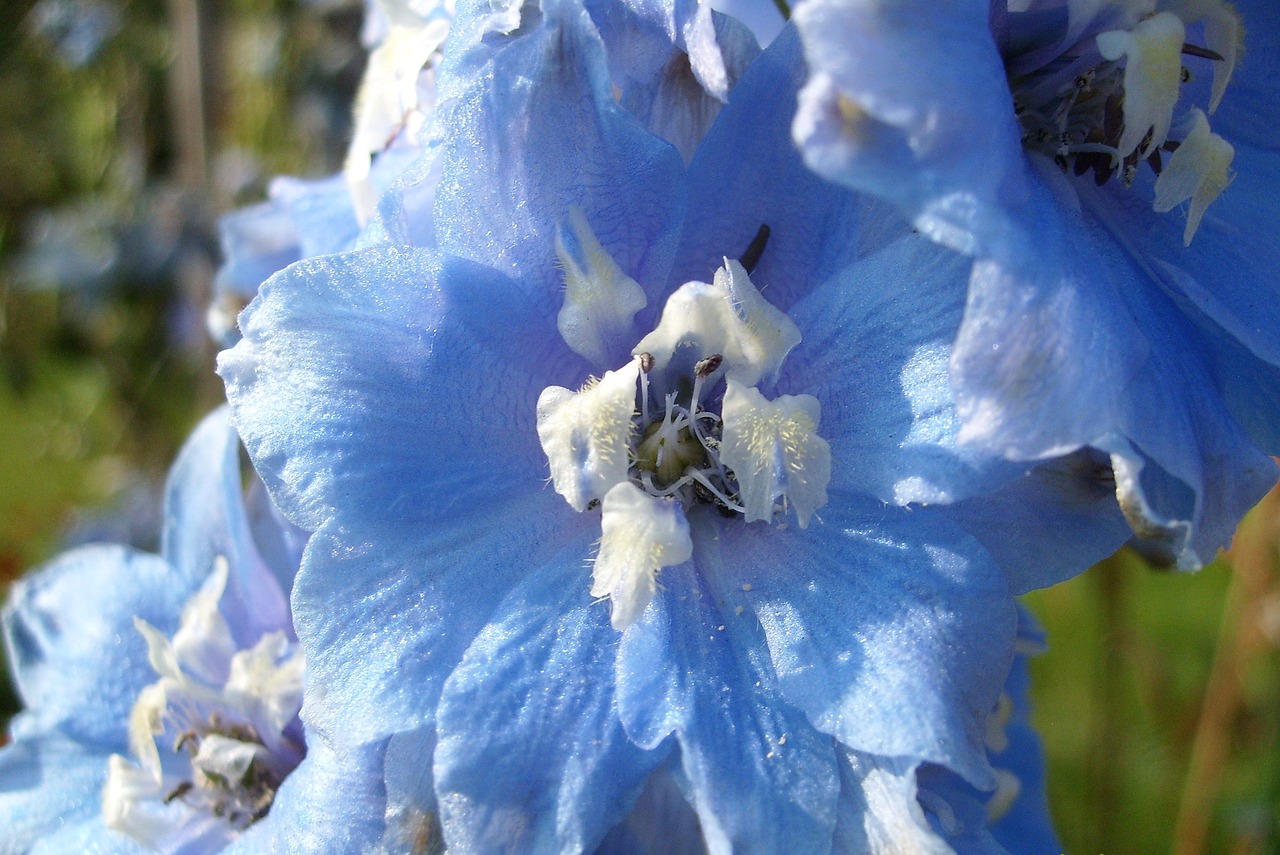 flower blue nature free photo