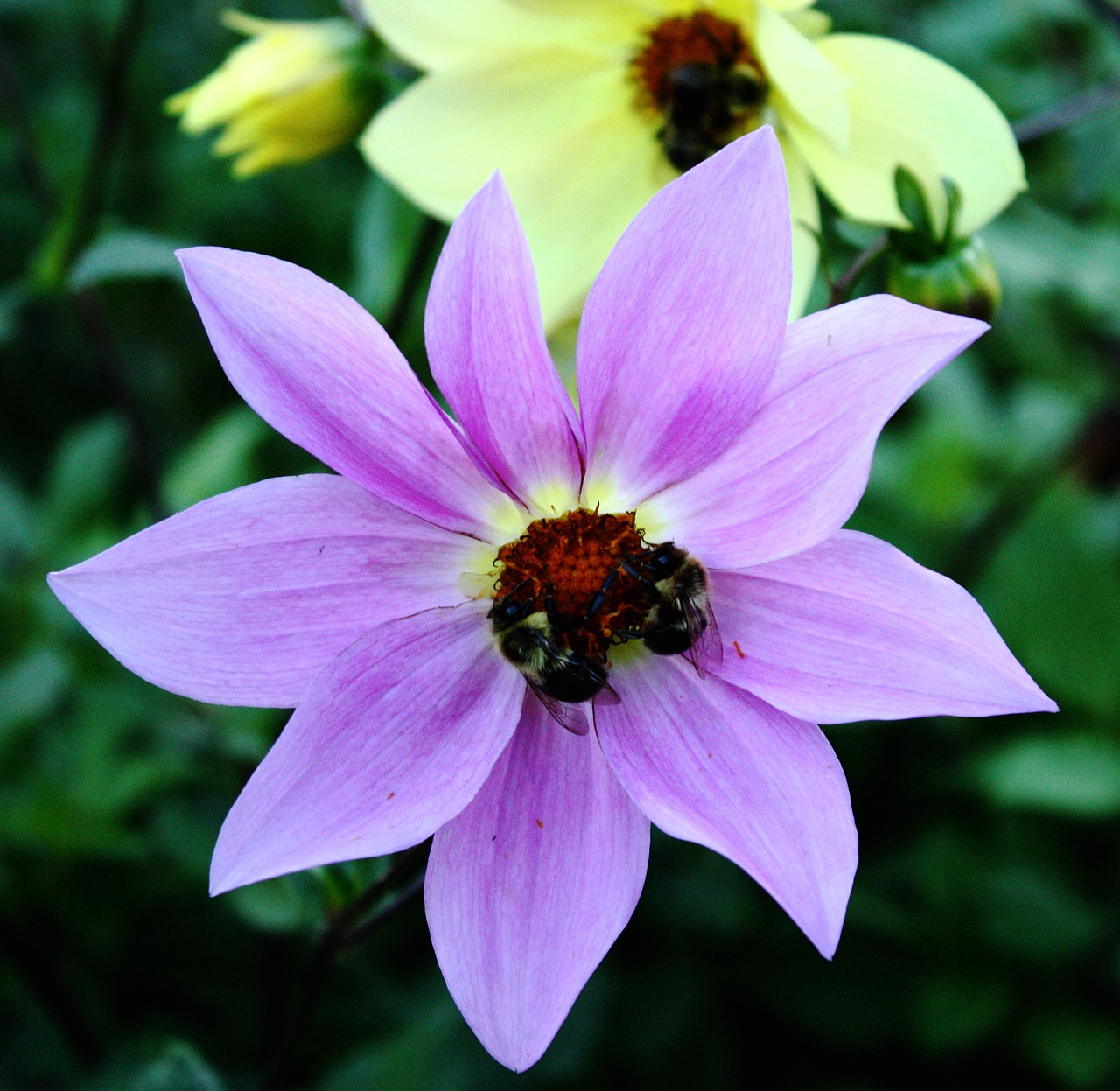 flower bees garden free photo