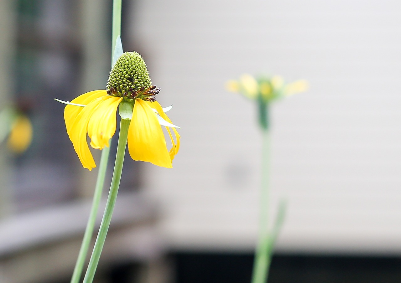 flower yellow yellow flowers free photo