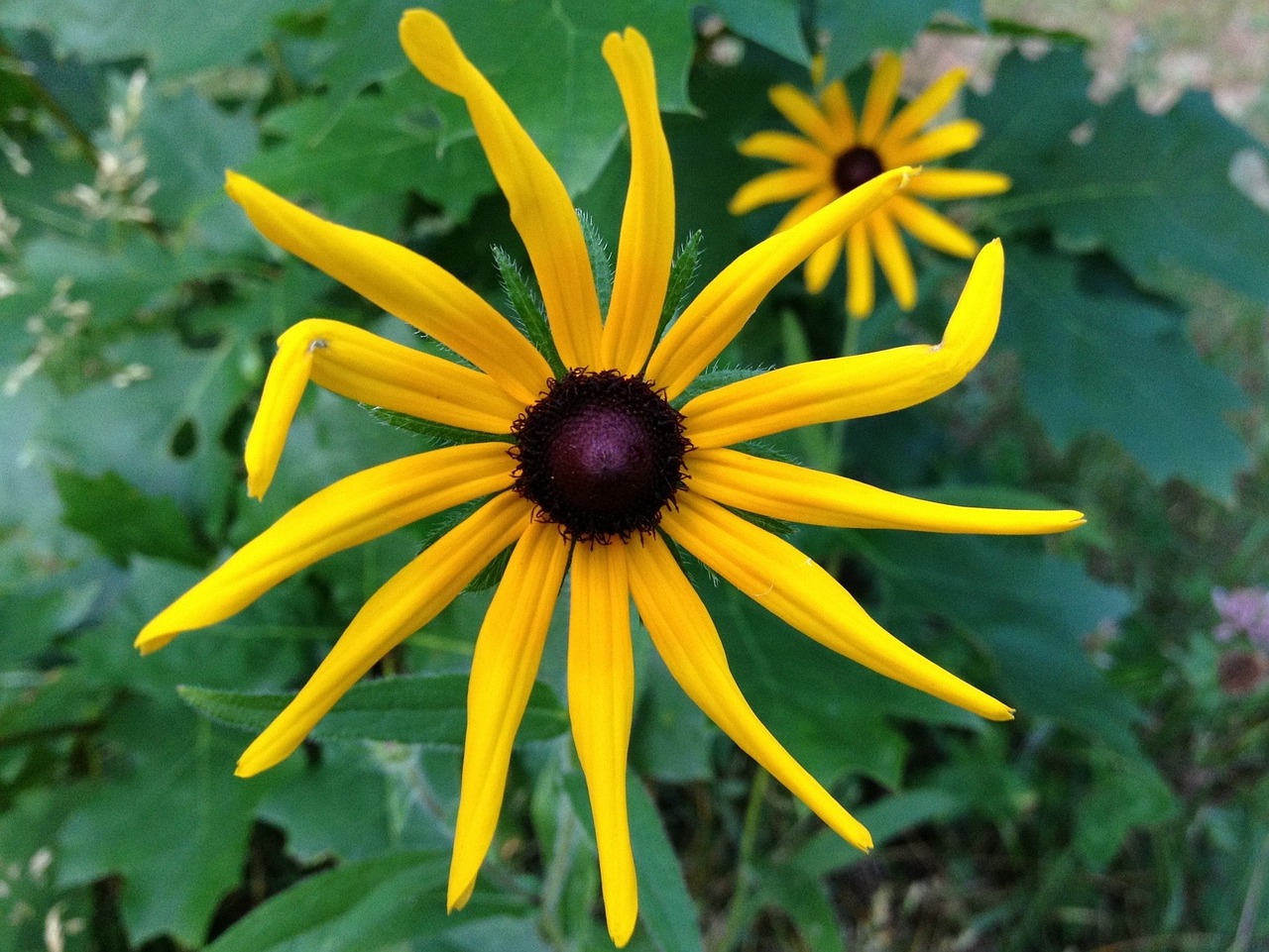 flower petals yellow flower free photo