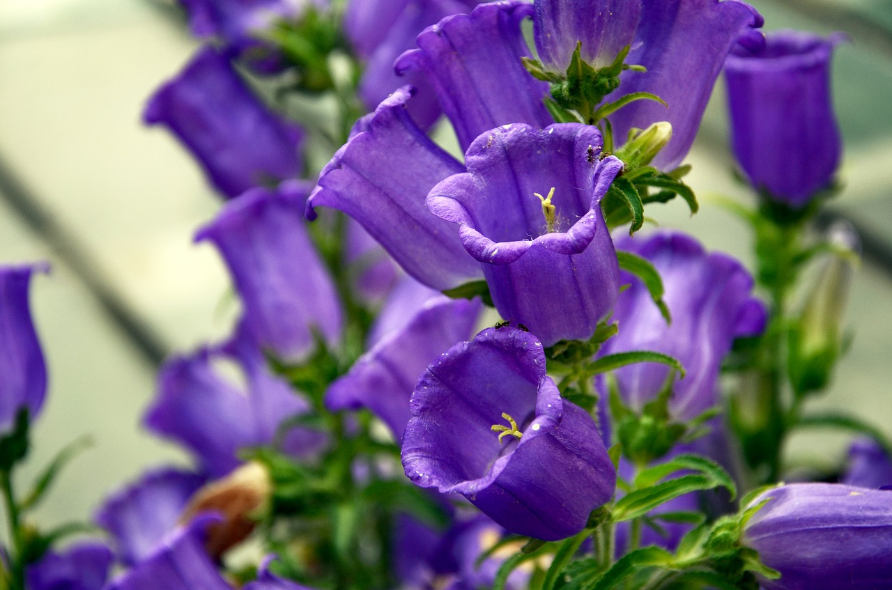 flower purple flowers plant free photo