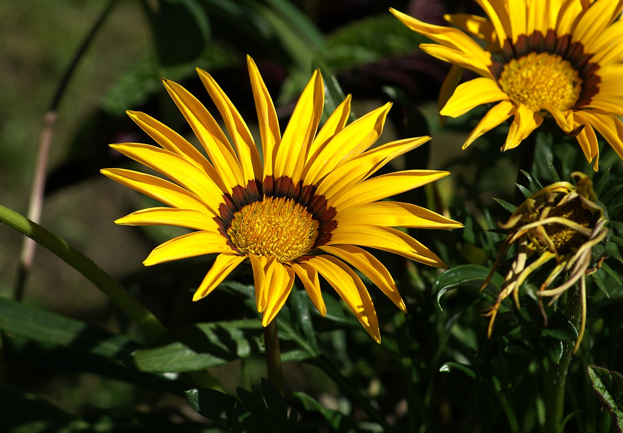 flower a flower garden plant a garden free photo