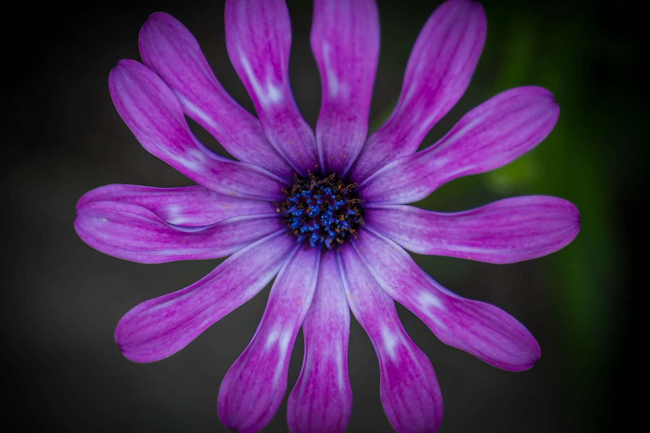 flower petal purple free photo