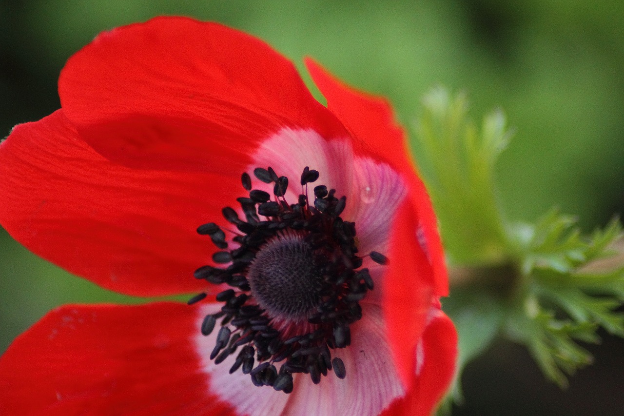 flower red blossom free photo