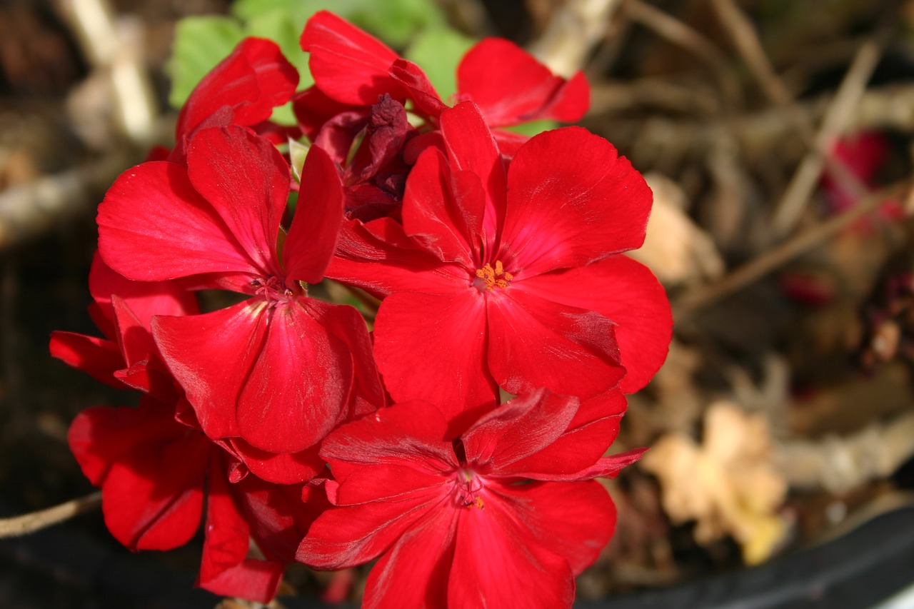 Red Dahlia flowered пеларгония