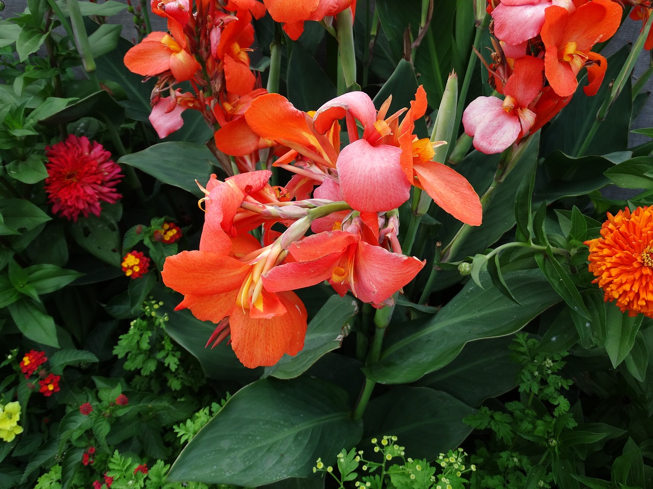 flower red plant free photo