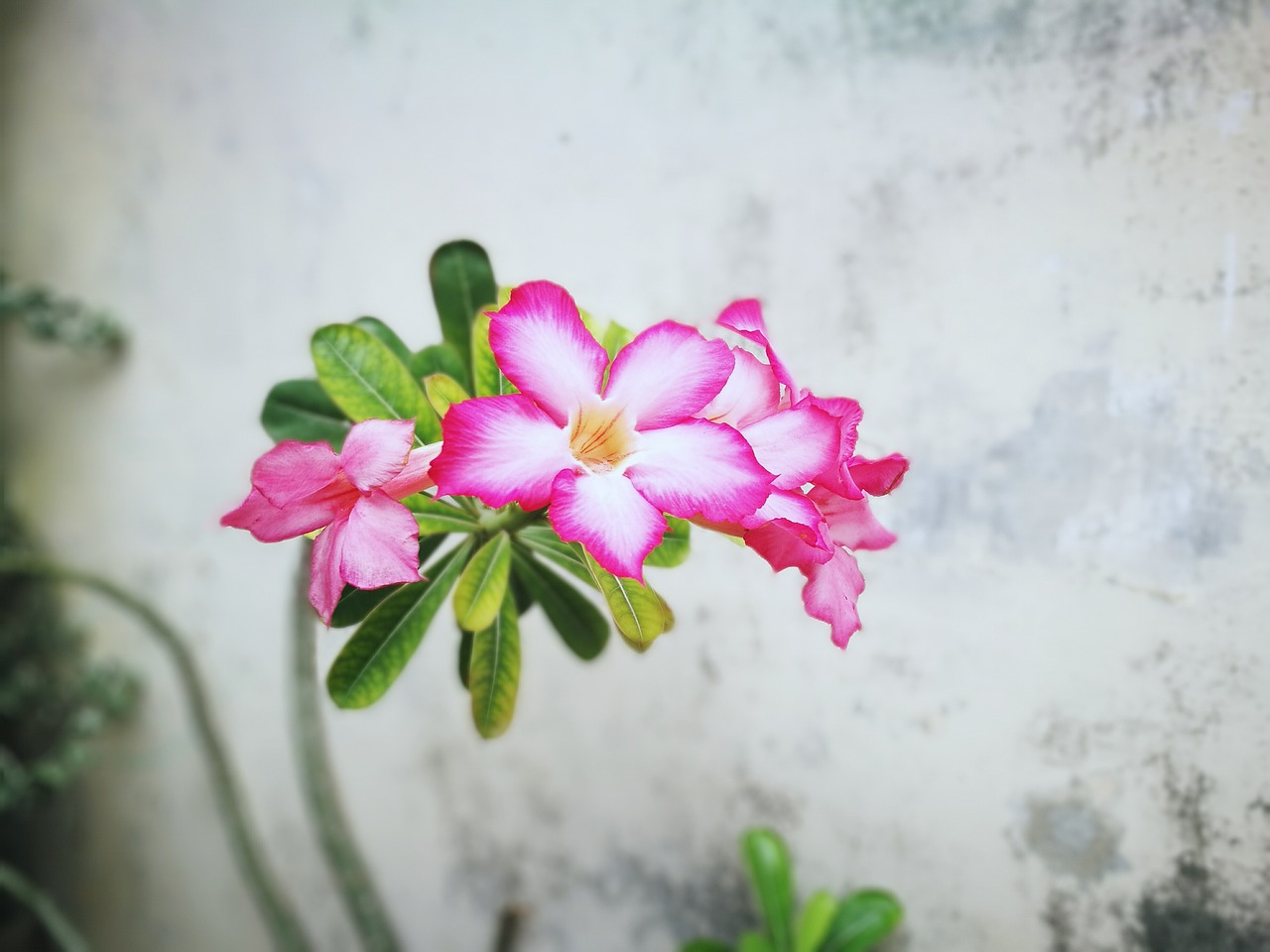 flower pink beautiful free photo