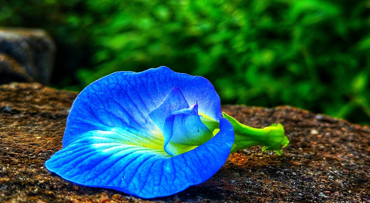 flower blue green free photo