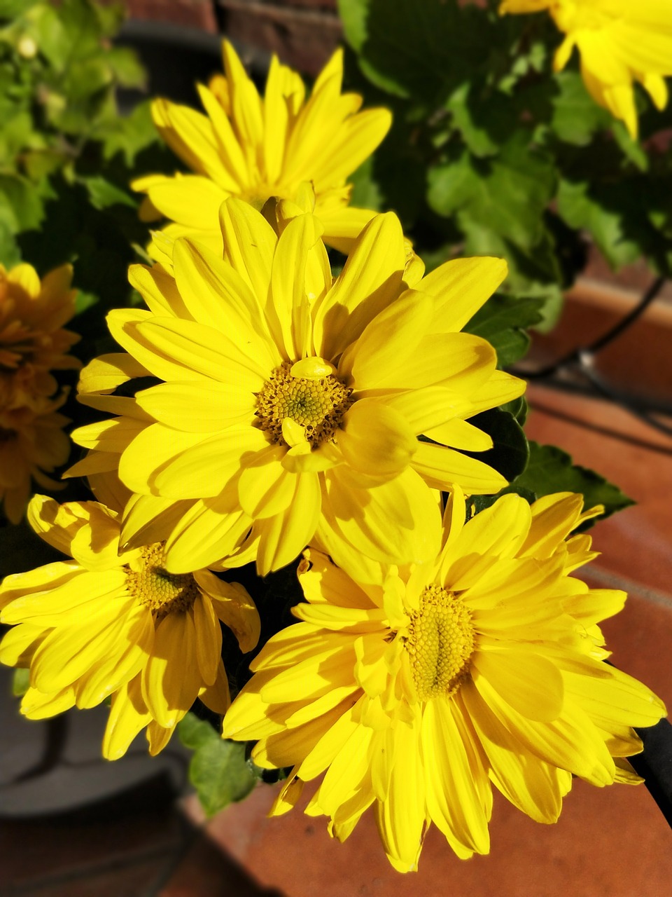 flower yellow daisy free photo