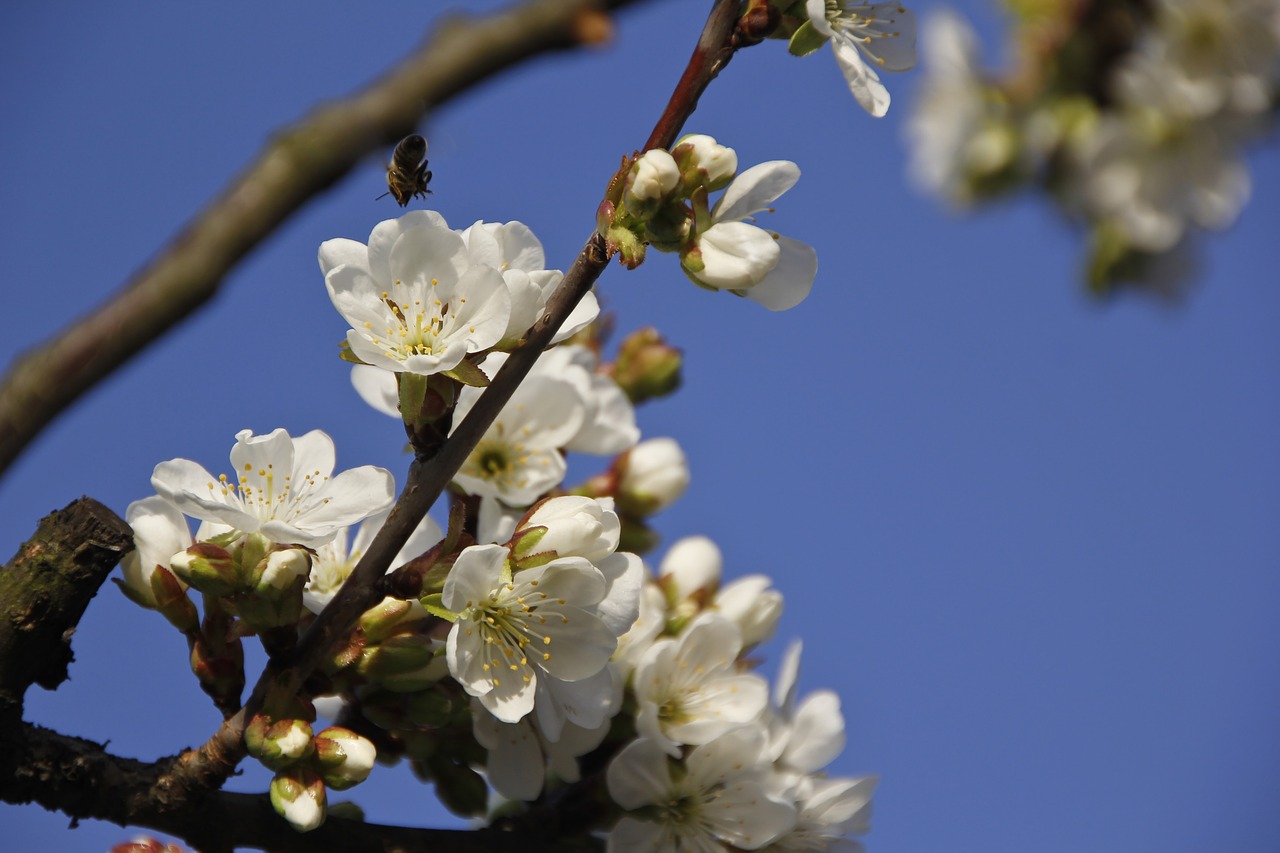 flower bloom cherry tree free photo