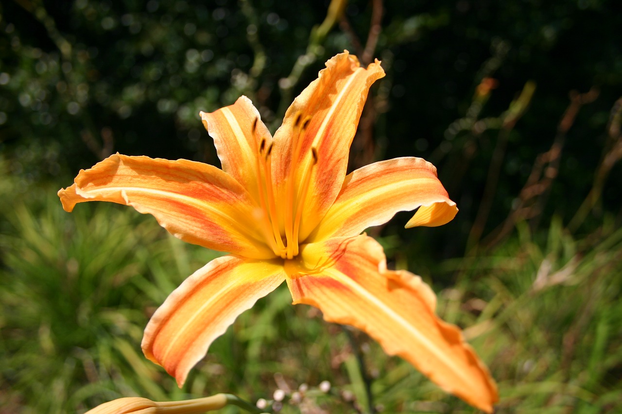flower tiger lily orange free photo