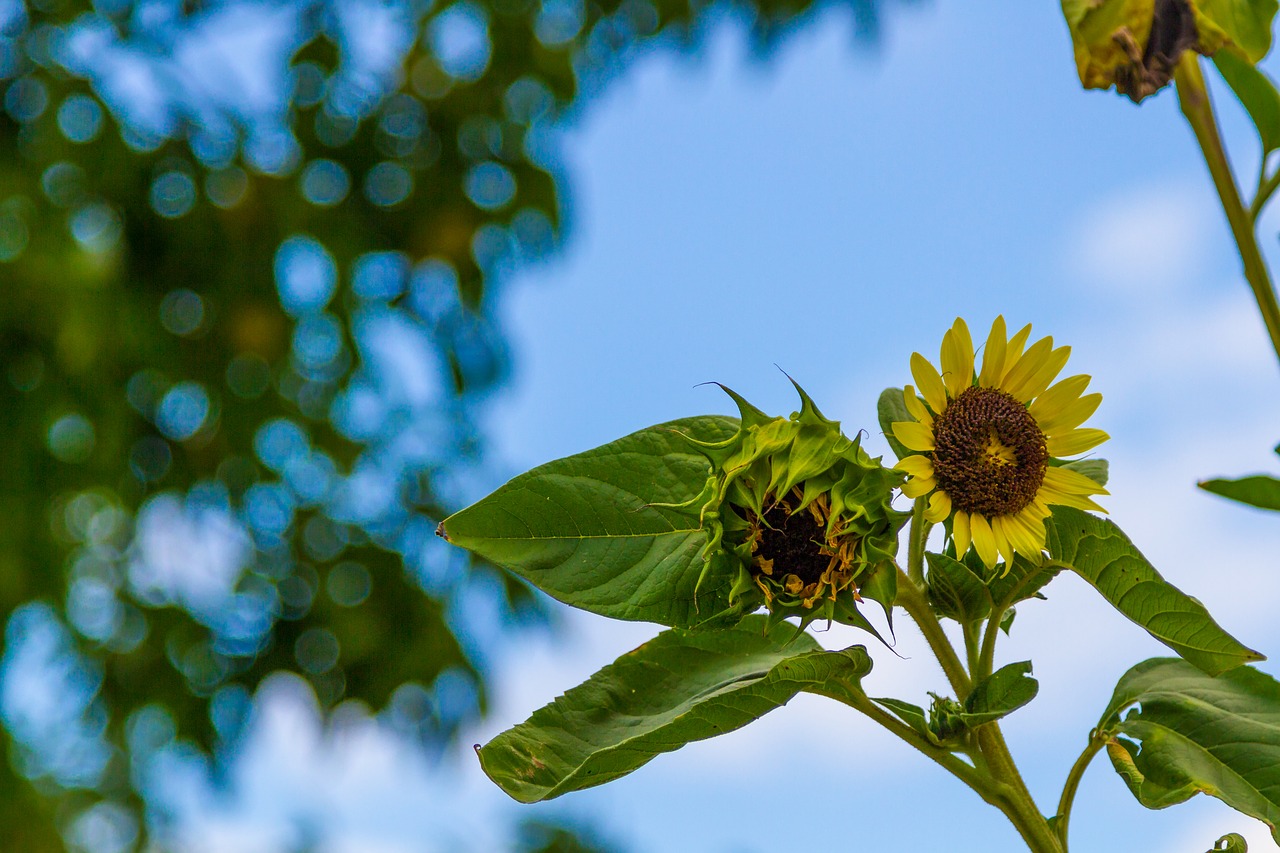 flower flora blue sky free photo