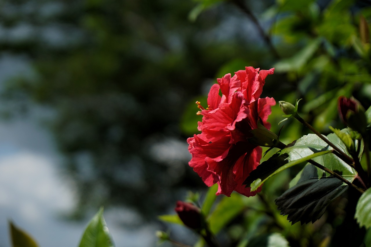 flower hibiscus red free photo