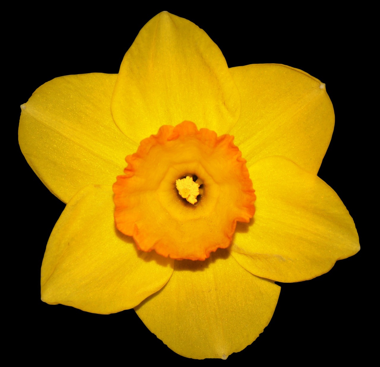flower narcis spring free photo