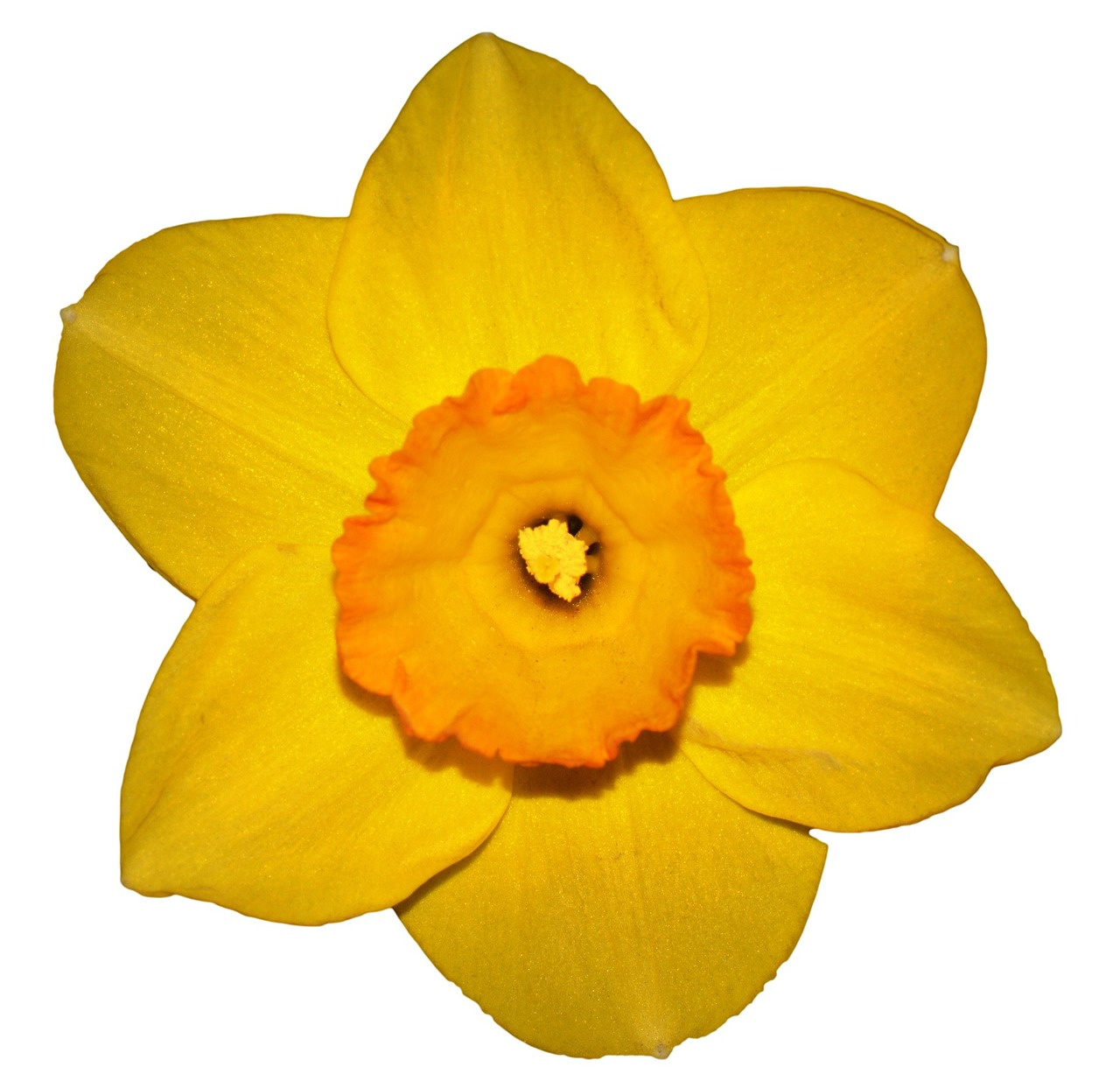 flower narcis spring free photo