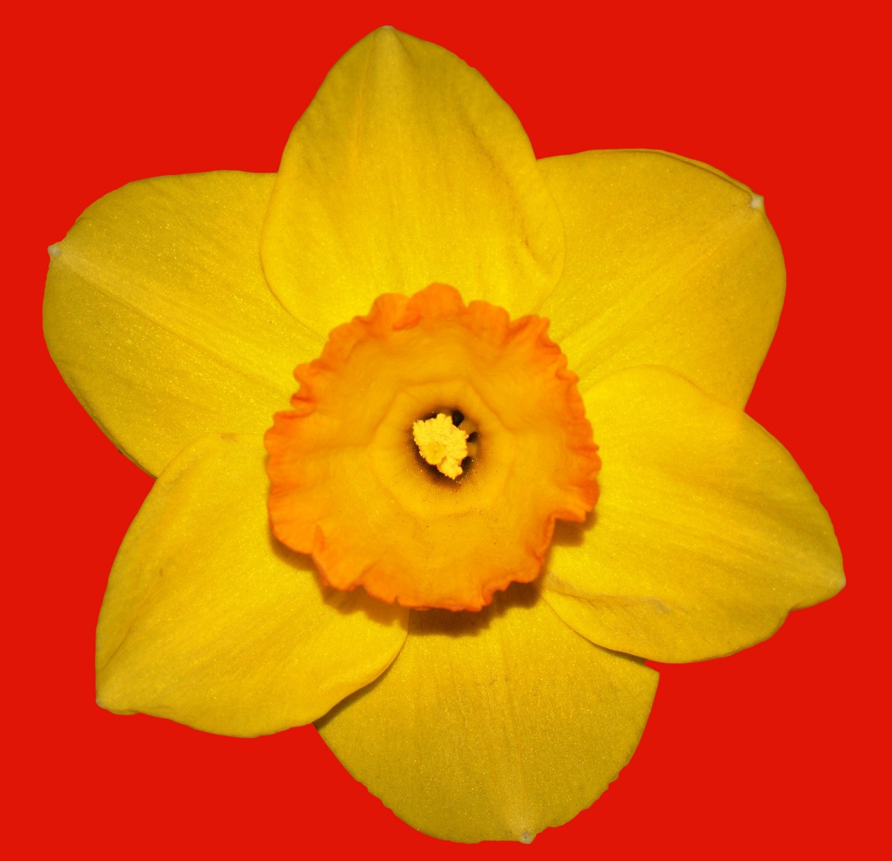 flower narcis spring free photo