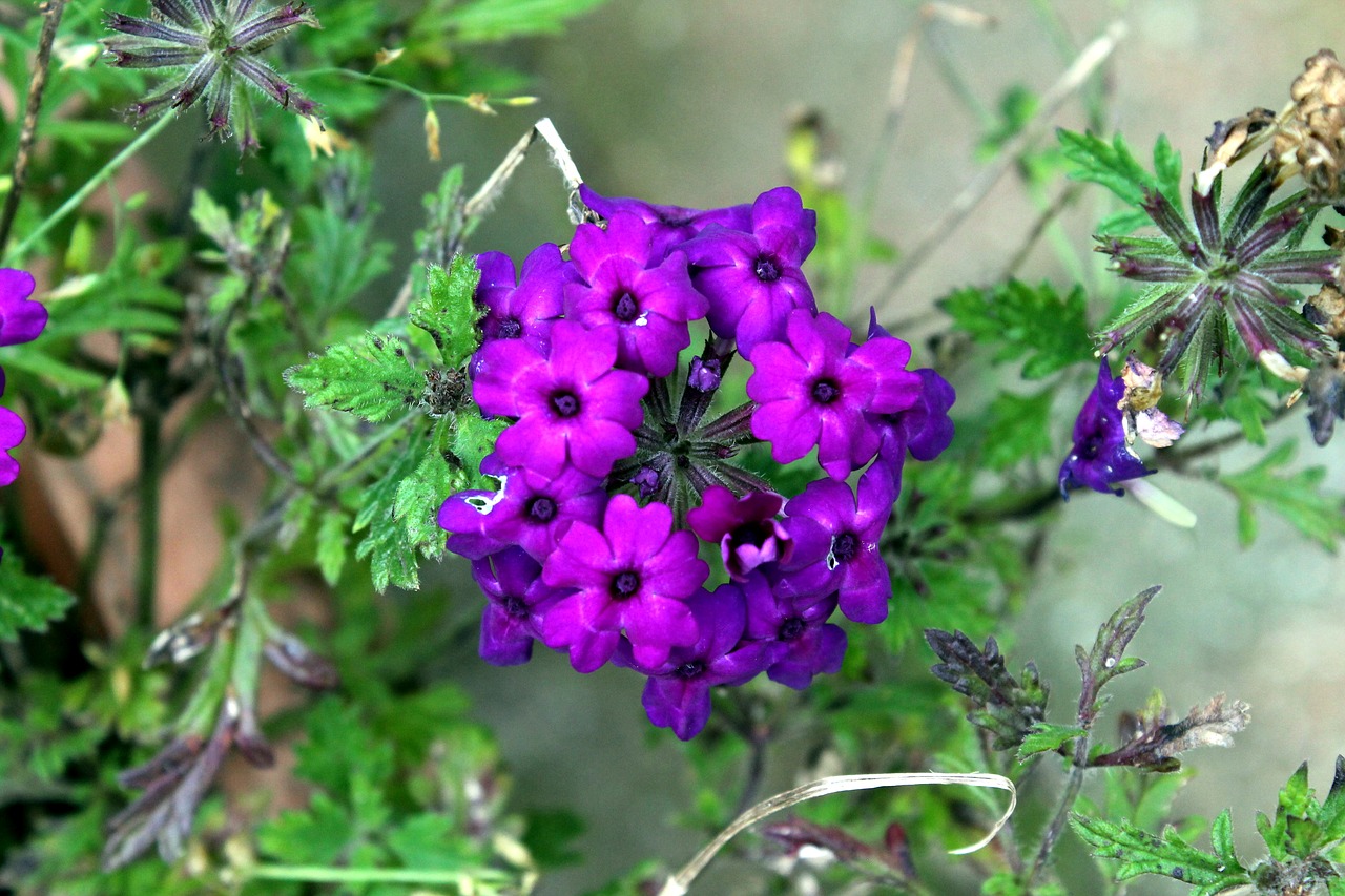flower purple garden free photo