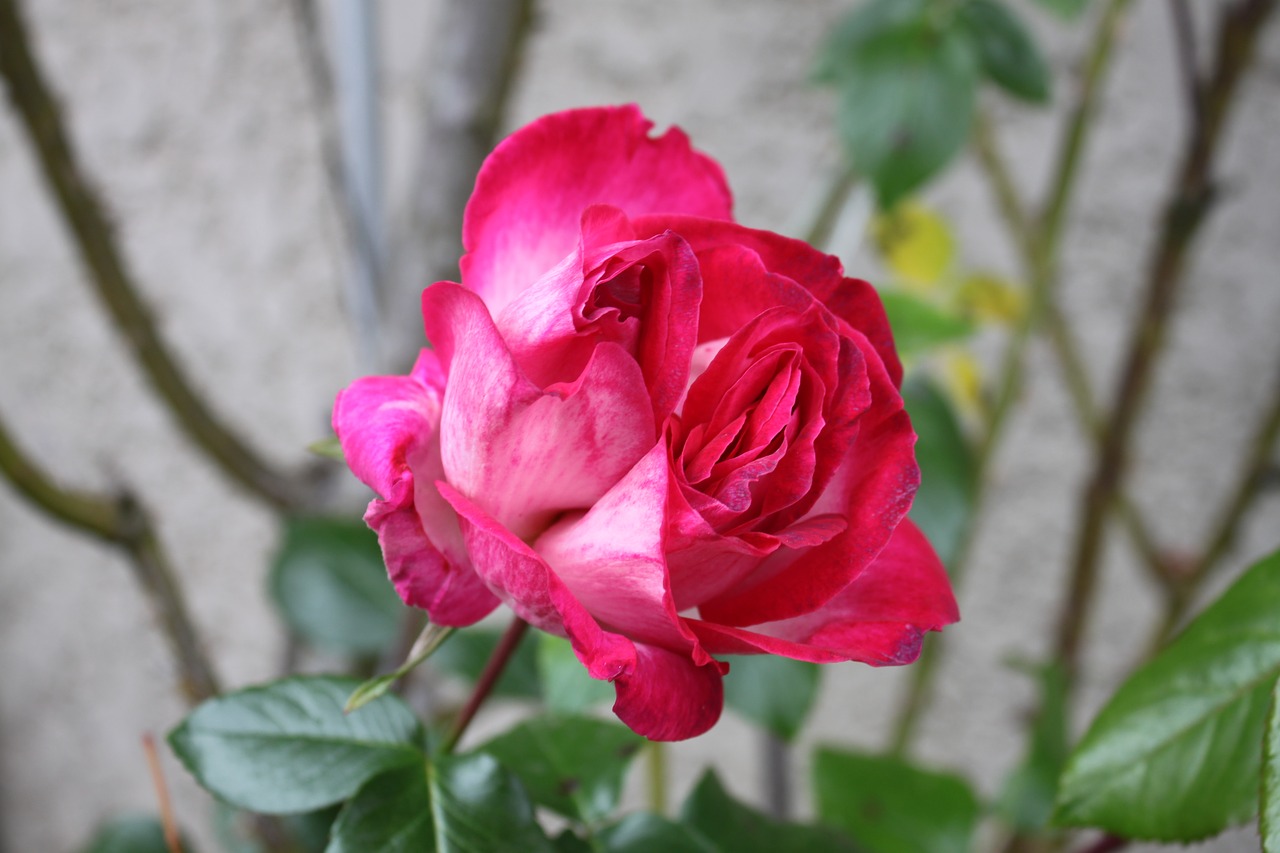 flower rosebush pink free photo