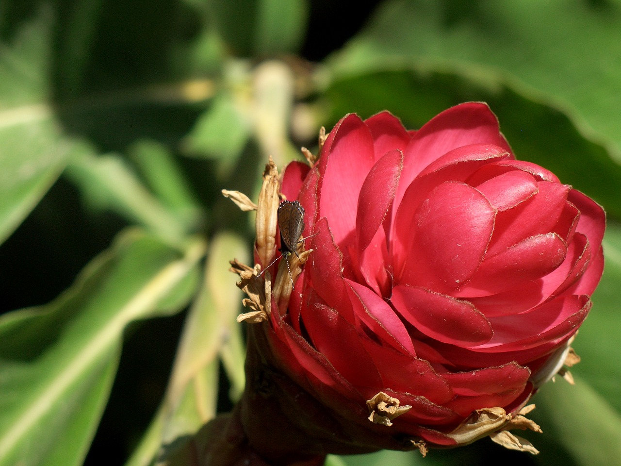 flower cocoon closed free photo