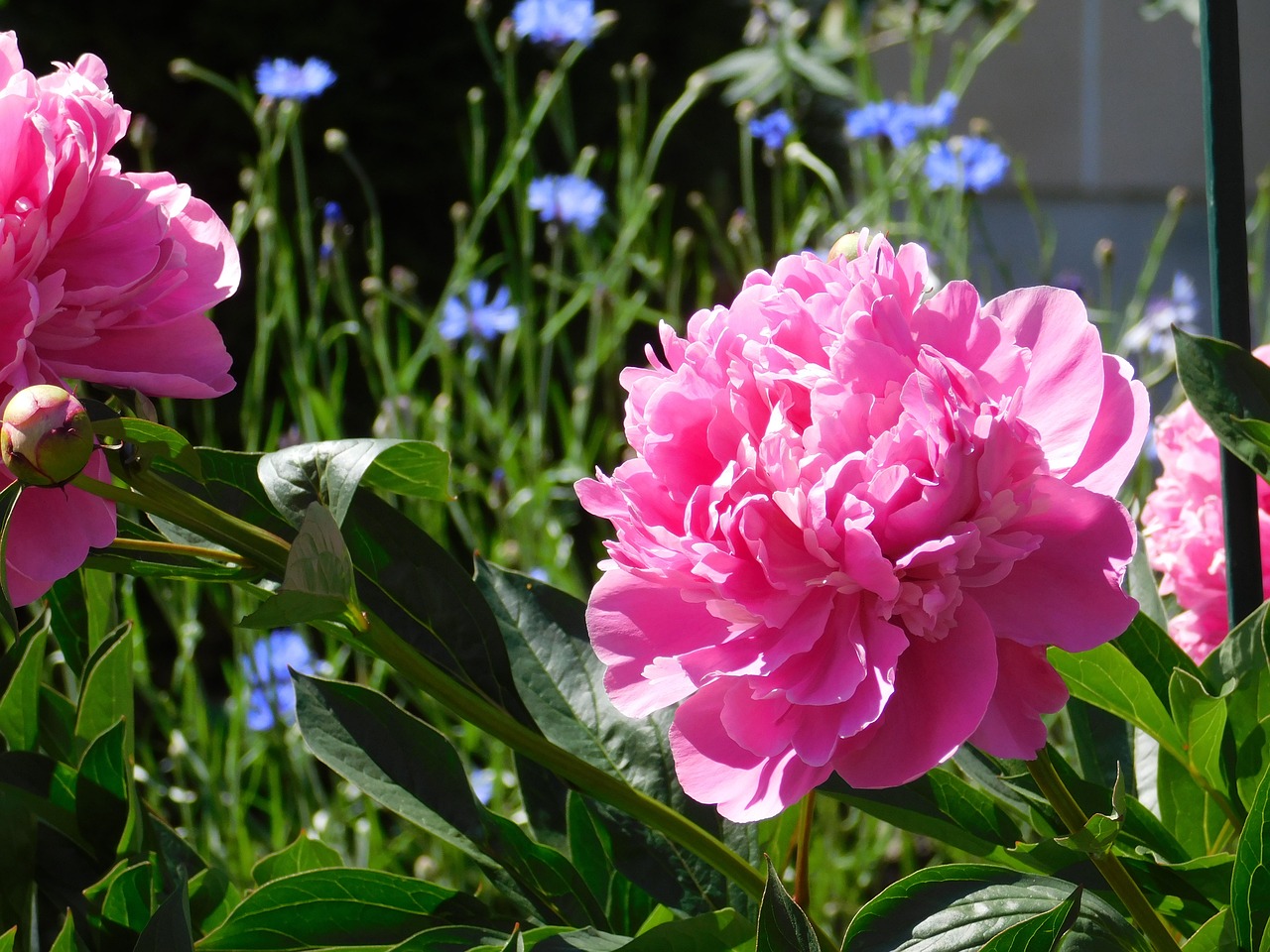 flower pink pink flowers free photo