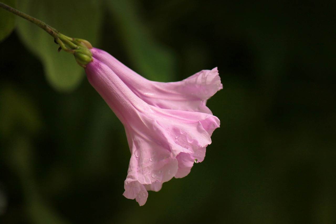 flower nature pink free photo