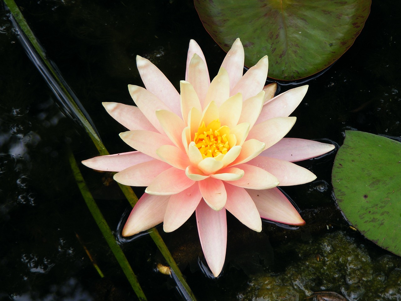 flower lily waterlily free photo
