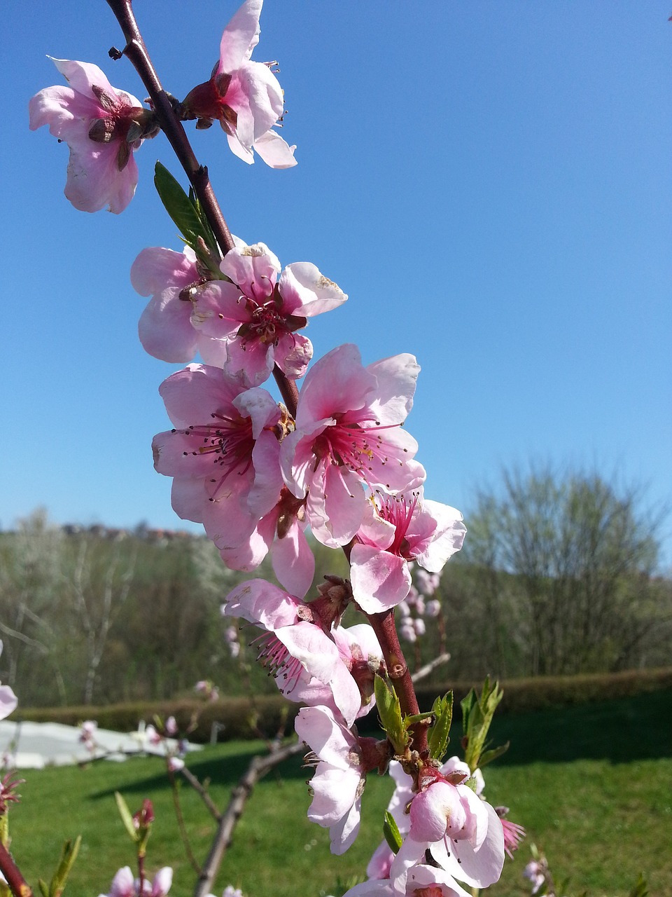 flower blossom bloom free photo