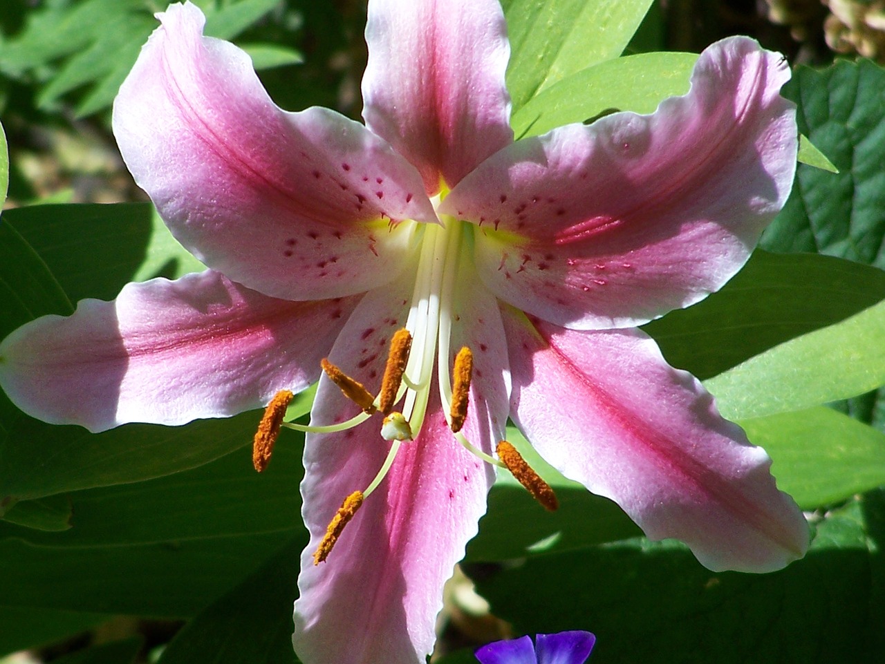 flower nature lily free photo