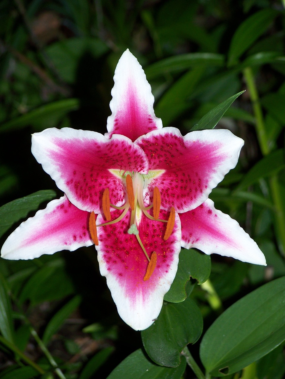 flower lily nature free photo