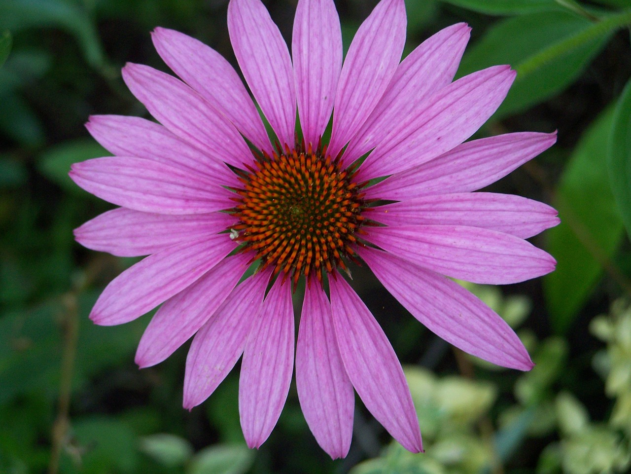 flower purple lavender free photo