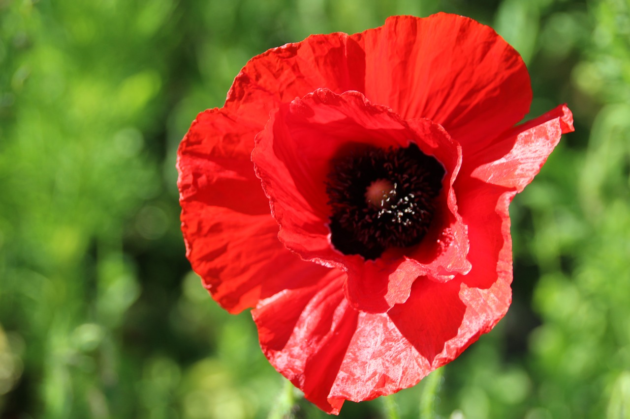 flower red red flowers free photo