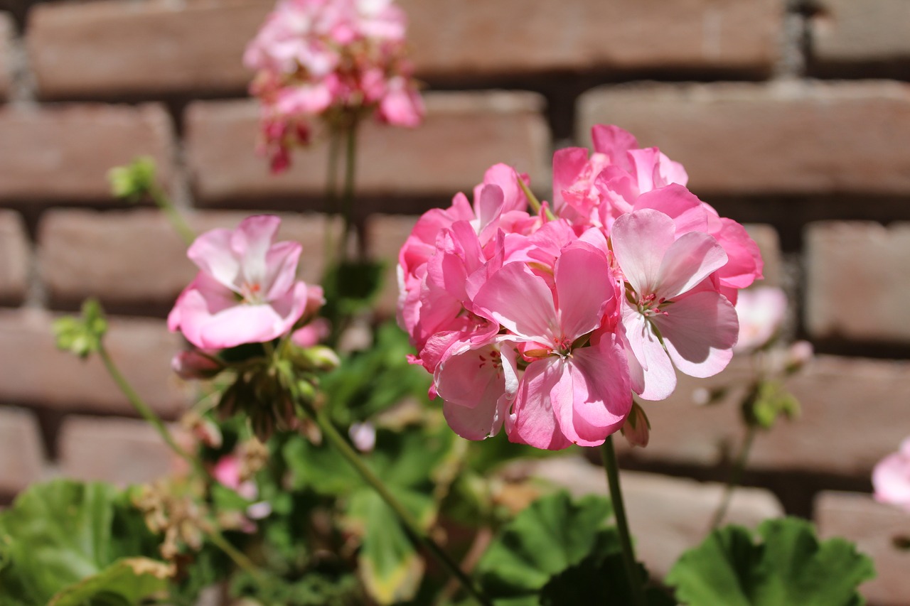 flower rosa nature free photo