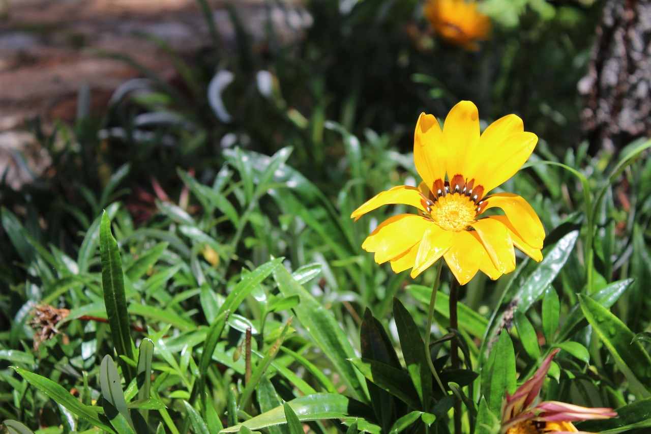 flower yellow petals free photo