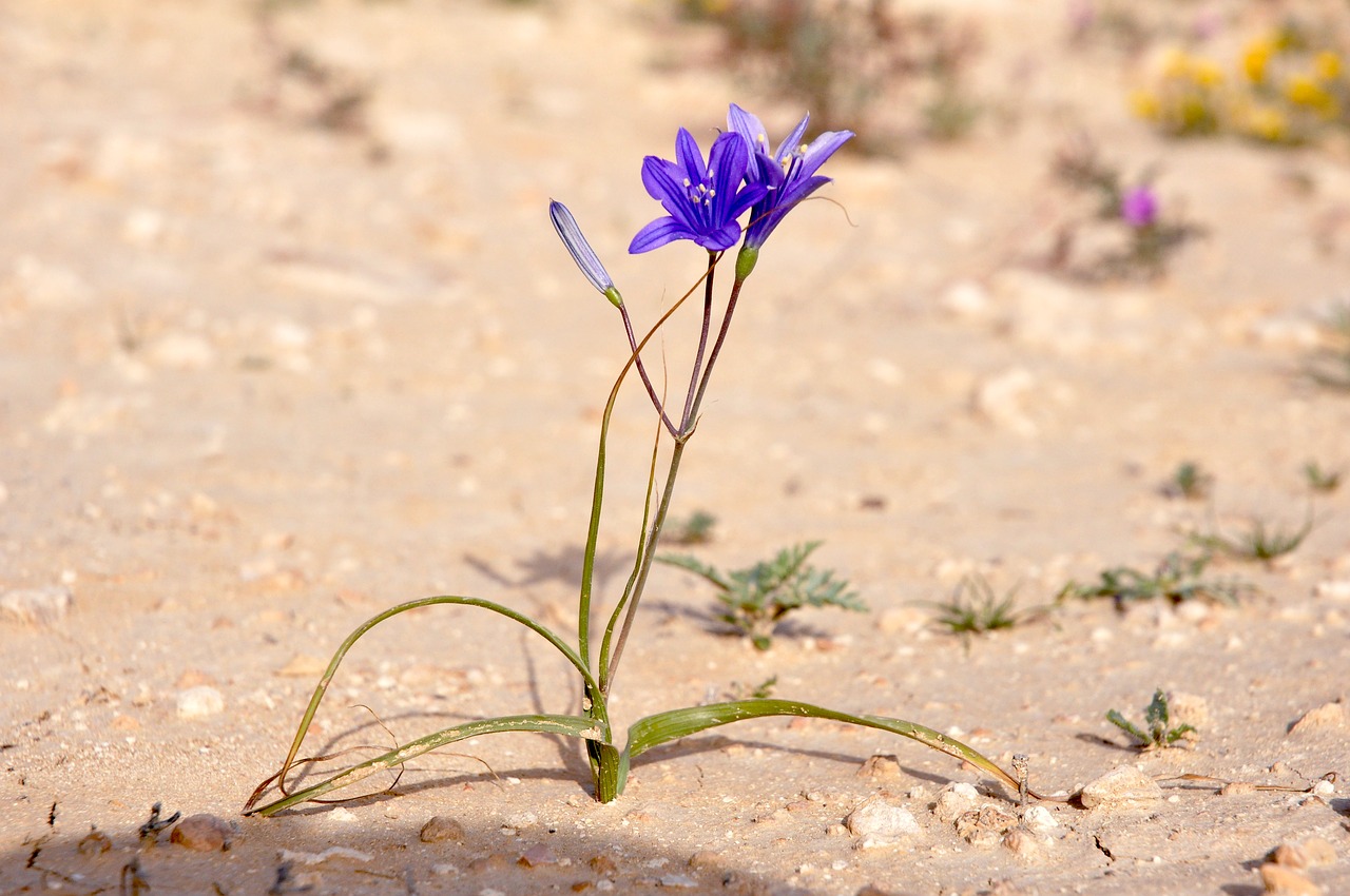 flower purple purple flower free photo