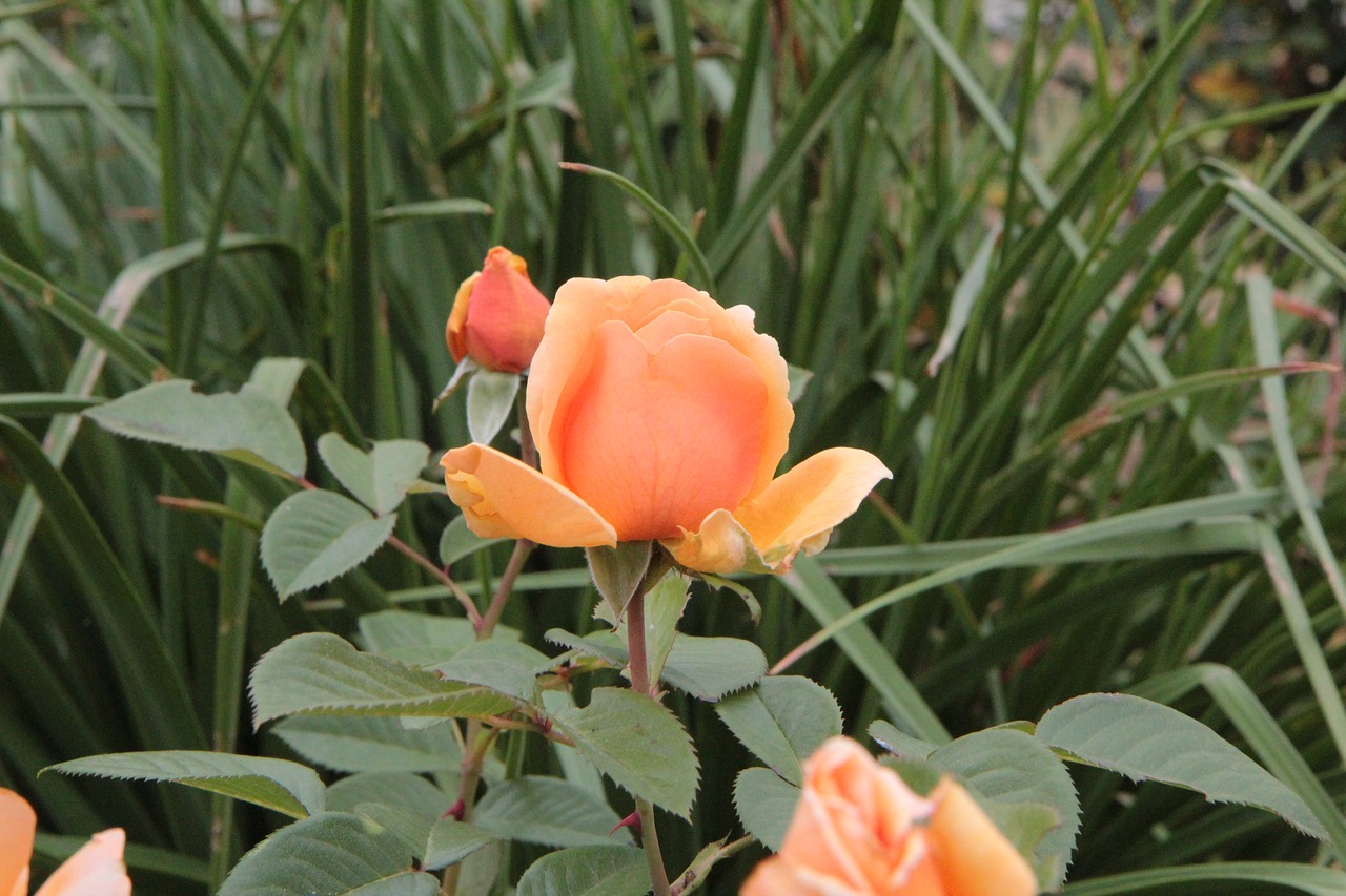 flower pink orange blossom free photo