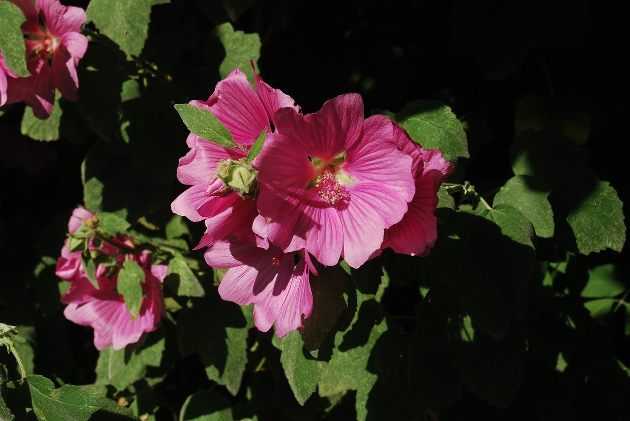 flower lavatera nature free photo