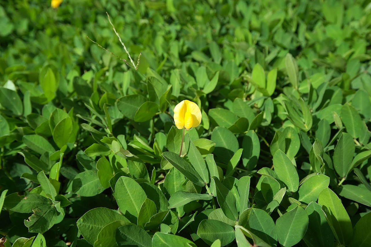 flower garden plants free photo