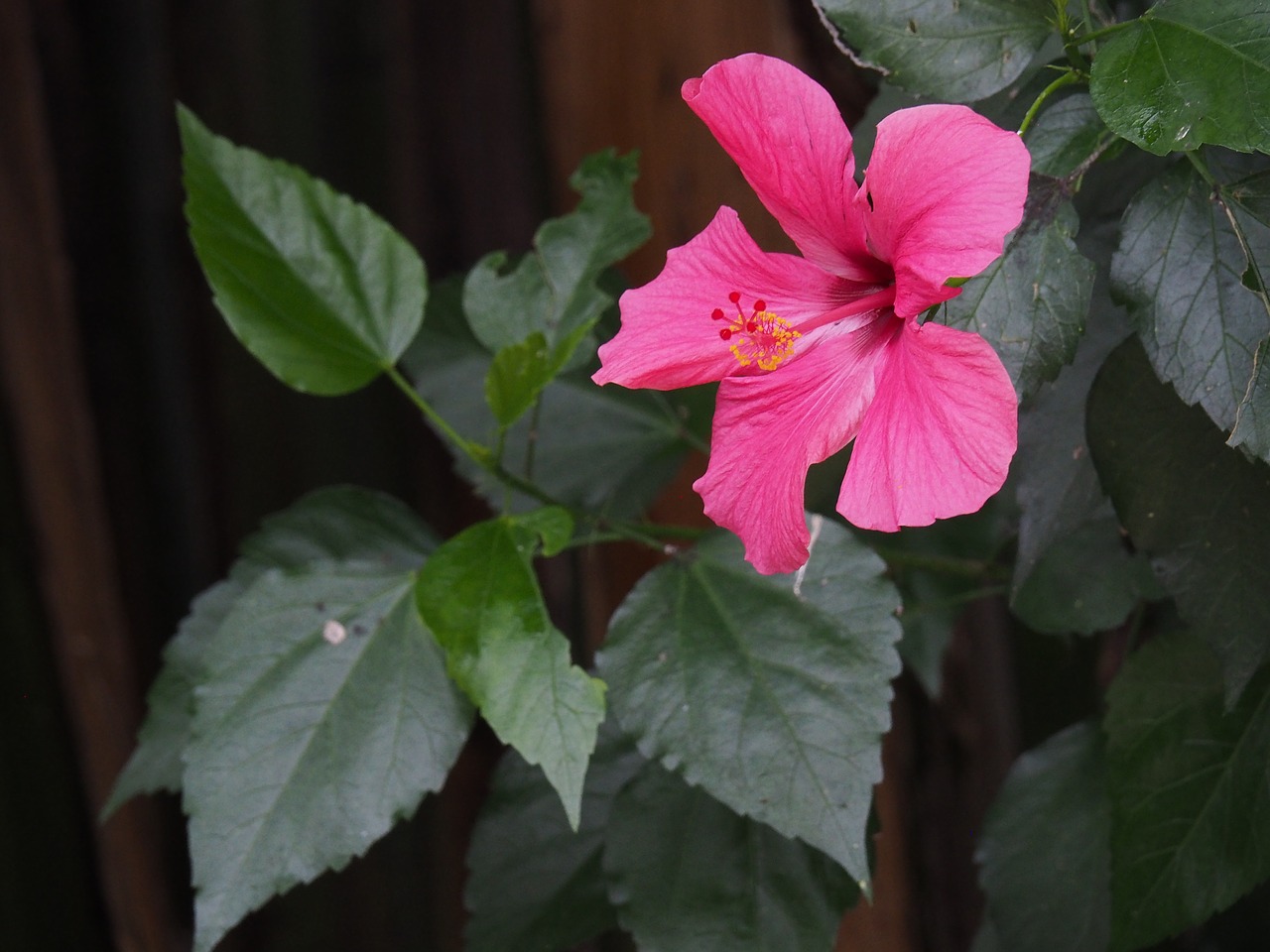 flower plant pink free photo