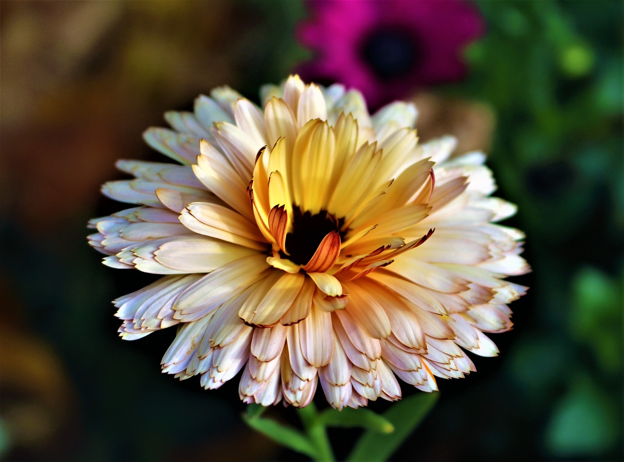 flower marigold sunlight free photo