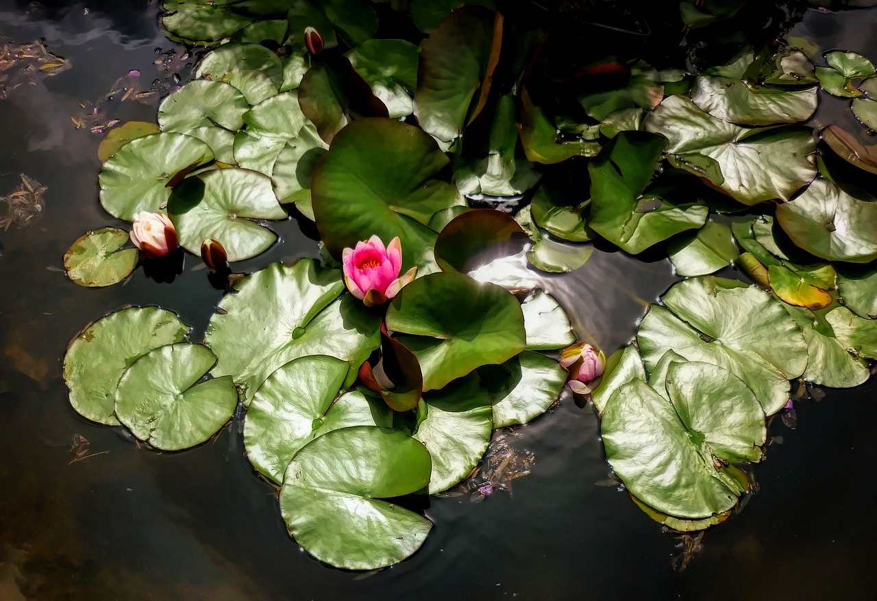 flower water pink free photo