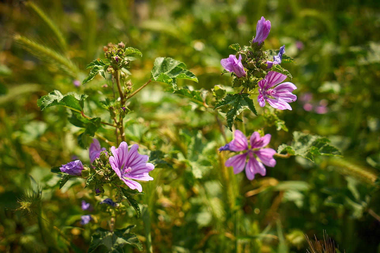 flower purple spring free photo