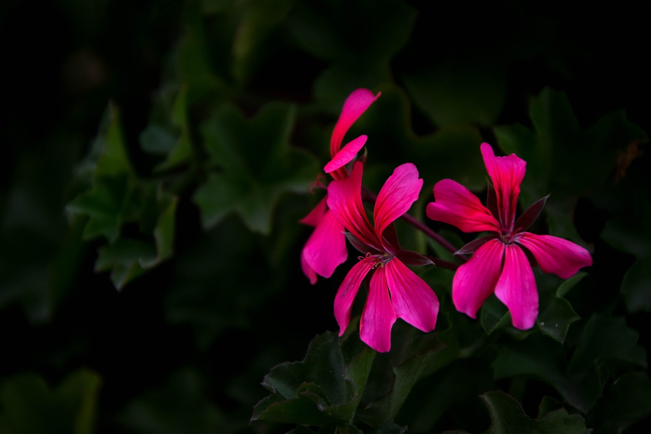 flower pink flower beautiful flower free photo