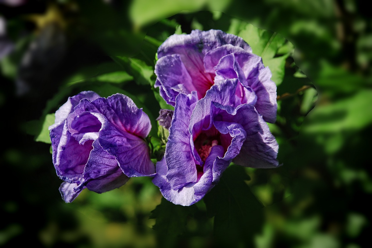 flower purple garden free photo