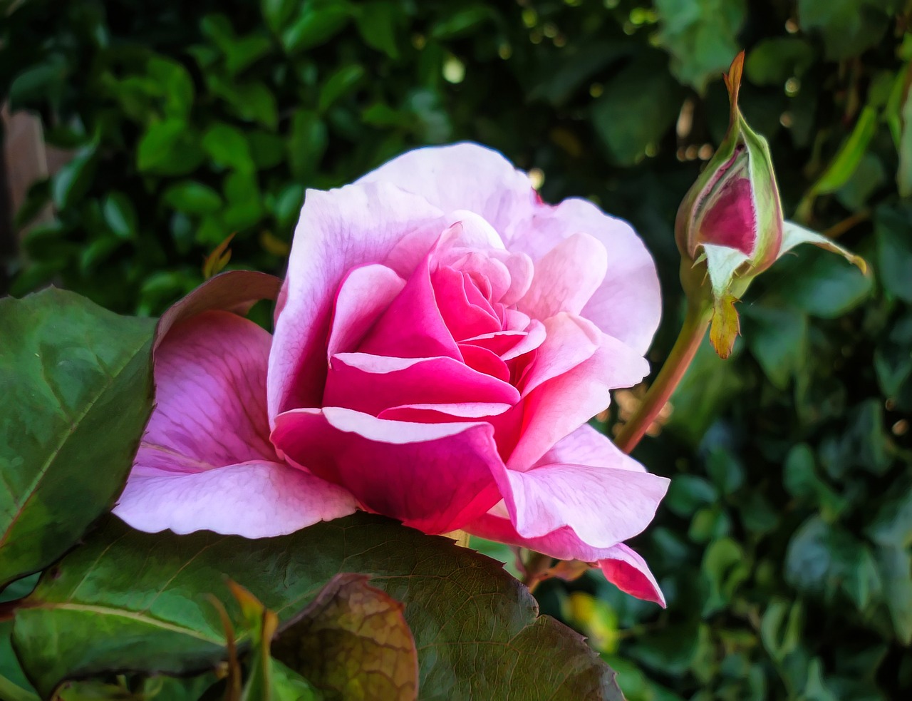 flower pink flora free photo