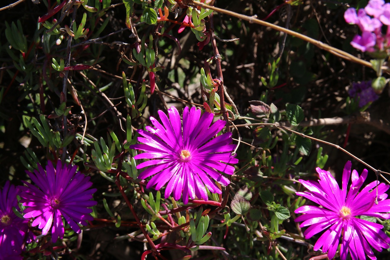 flower nature spring free photo