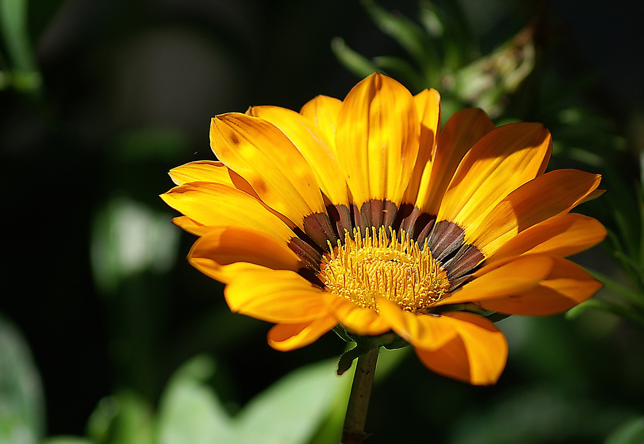 flower yellow flowers plant free photo