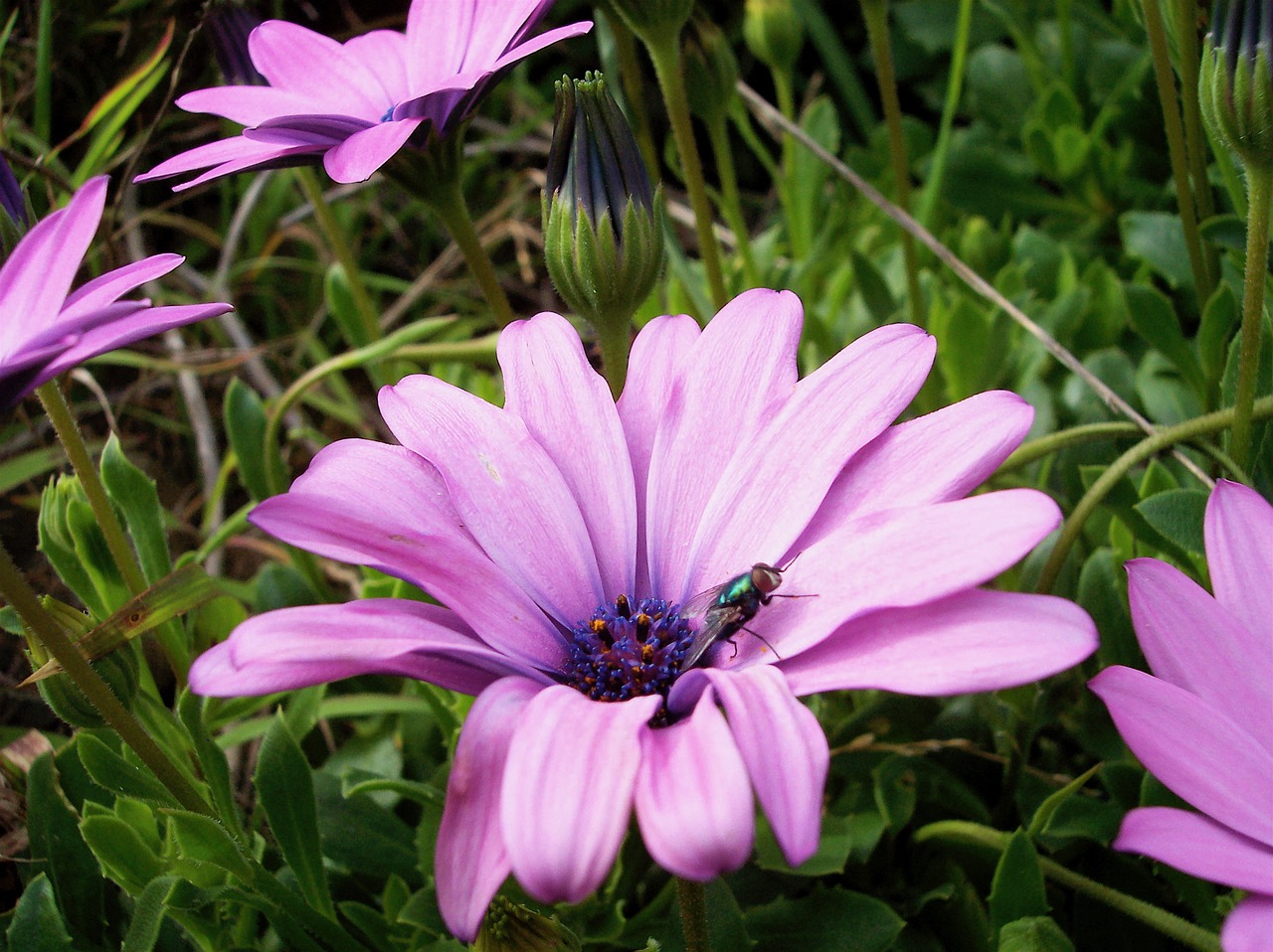 flower fly sunny free photo