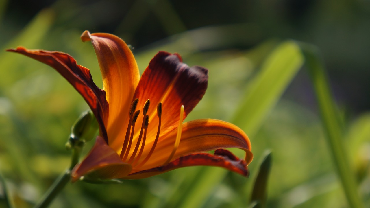 flower macro nature free photo